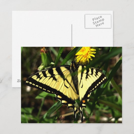 Tiger Swallowtail-wingel Briefkaart (Voorkant / Achterkant)