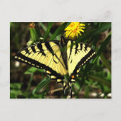Tiger Swallowtail-wingel Briefkaart (Voorkant)