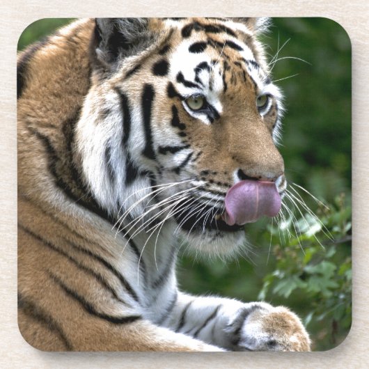 Tiger Tongue Drankjes Onderzetter (Voorkant)