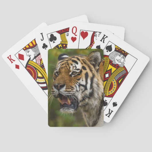 Tiger toont zijn tanden pokerkaarten (Achterkant)