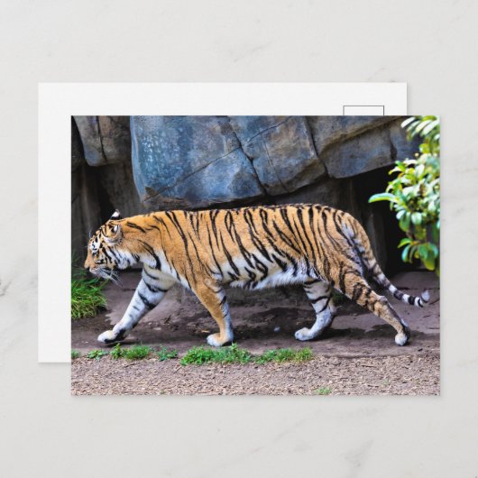 TIGER WALK BRIEFKAART (Voorkant / Achterkant)
