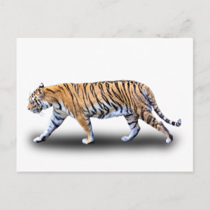 TIGER WALK BRIEFKAART