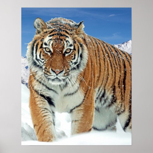Tiger Winter Natuur Foto Sneeuwbergen Poster (Voorkant)