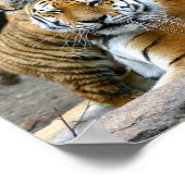 Tiger With Cub Poster (Hoek)