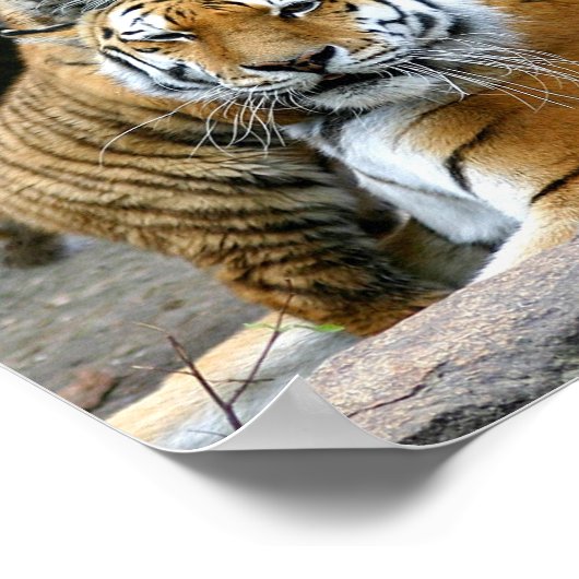 Tiger With Cub Poster (Hoek)