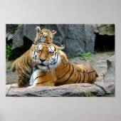 Tiger With Cub Poster (Voorkant)