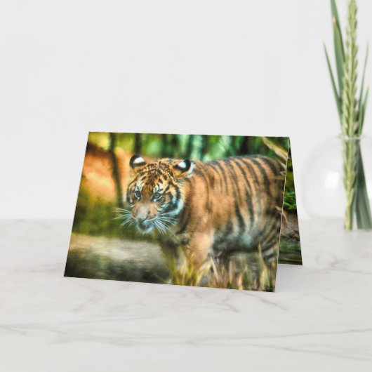 TIGER YOUTH VAN DE NATION SUMATRA KAART (Voorkant)