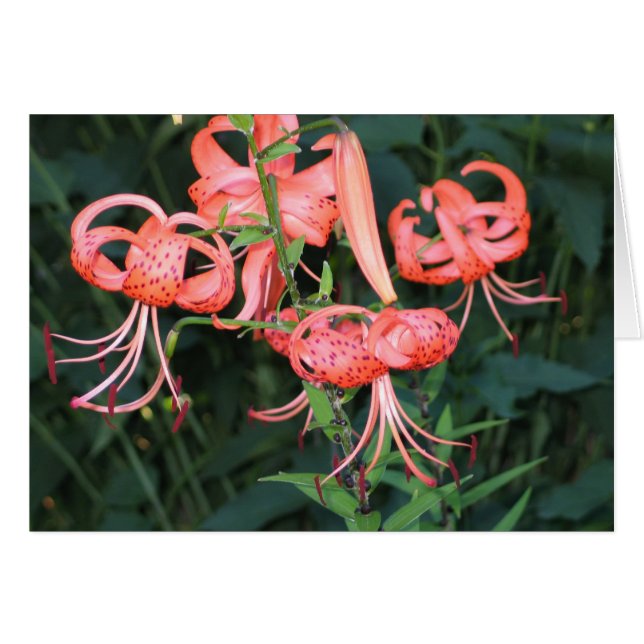 TigerLillies (Voorkant Horizontaal)