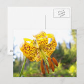 Tigerlily Briefkaart (Voorkant / Achterkant)