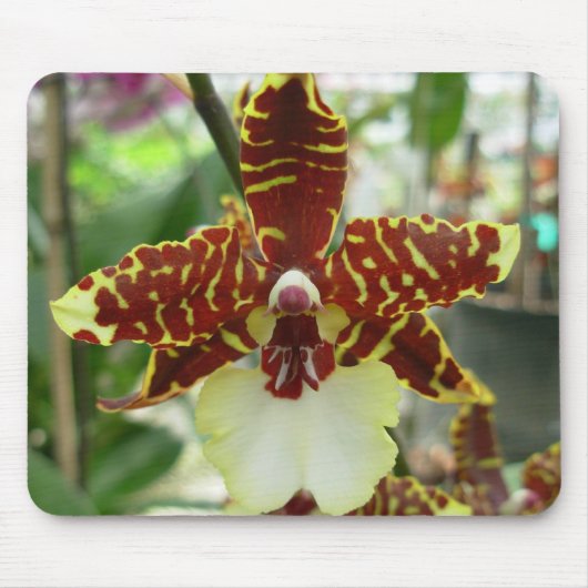 tigerorchidee muismat (Voorkant)
