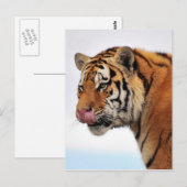Tigers-eetlust Briefkaart (Voorkant / Achterkant)