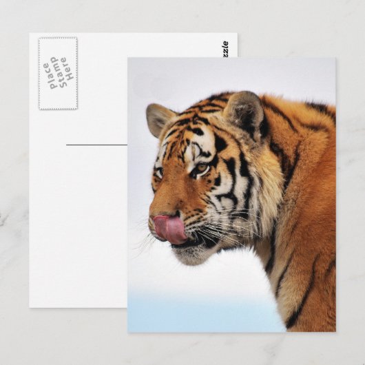Tigers-eetlust Briefkaart (Voorkant / Achterkant)