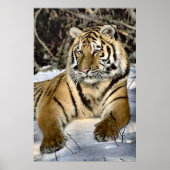 Tigers Lovers Art Poster (Voorkant)