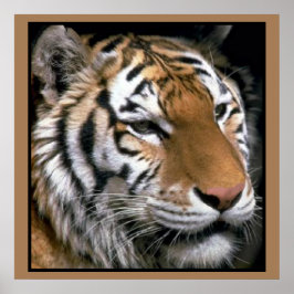 Tigers Lovers Art Poster