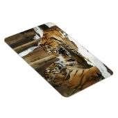 Tigers Magnet Magneet (Rechterzijde)