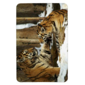 Tigers Magnet Magneet (Verticaal)