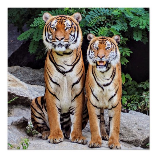 Tigers, male and female, perfect poster (Voorkant)
