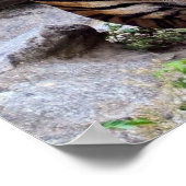 Tigers, male and female, poster (Hoek)