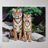 Tigers, male and female, poster (Voorkant)