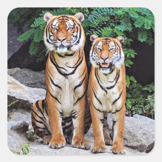 Tigers, male and female, vierkante sticker (Voorkant)