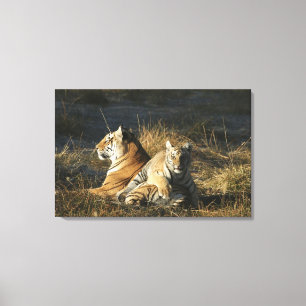 Tigers (Panthera tigris) kub die op zijn Canvas Afdruk
