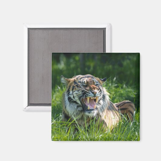 Tiger's roar magneet (Voorkant / Achterkant)