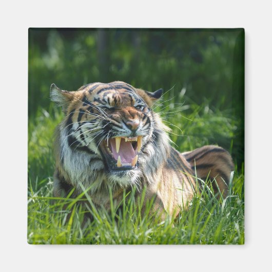 Tiger's roar magneet (Voorkant)