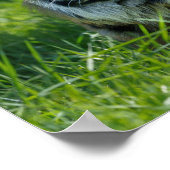 Tiger's roar poster (Hoek)