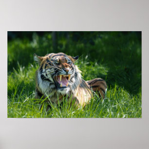 Tiger's roar poster