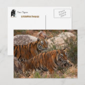 Tigers Two Walking Briefkaart (Voorkant / Achterkant)