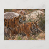 Tigers Two Walking Briefkaart (Voorkant)