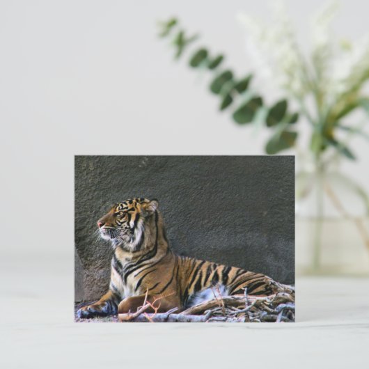 Tigress Briefkaart (Staand voorkant)