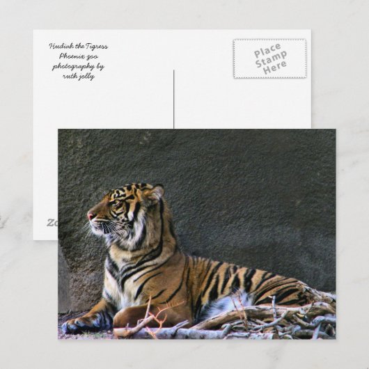 Tigress Briefkaart (Voorkant / Achterkant)
