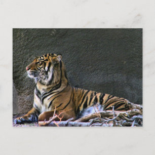 Tigress Briefkaart