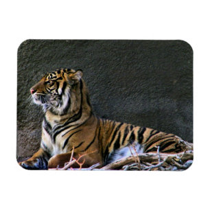 Tigress Magneet