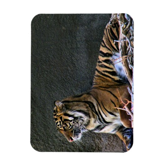 Tigress Magneet (Verticaal)