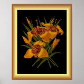 Tigridia Conchidea Var Canariensis ~ Botanisch Poster (Voorkant)