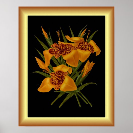 Tigridia Conchidea Var Canariensis ~ Botanisch Poster (Voorkant)