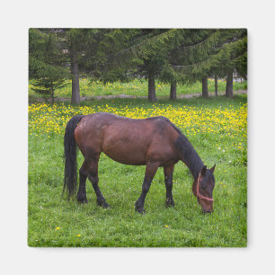 Tihuta-pas, paard in de wei magneet