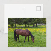 Tihuta Pass, Pastuur in Pasture Briefkaart (Voorkant / Achterkant)