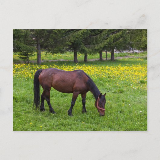 Tihuta Pass, Pastuur in Pasture Briefkaart (Voorkant)