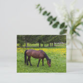 Tihuta Pass, Pastuur in Pasture Briefkaart (Staand voorkant)