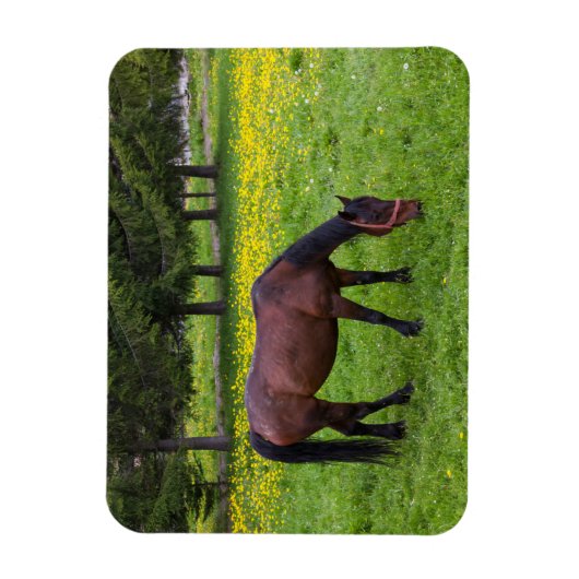 Tihuta Pass, Pastuur in Pasture Magneet (Verticaal)