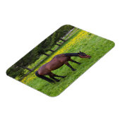 Tihuta Pass, Pastuur in Pasture Magneet (Linkerzijde)