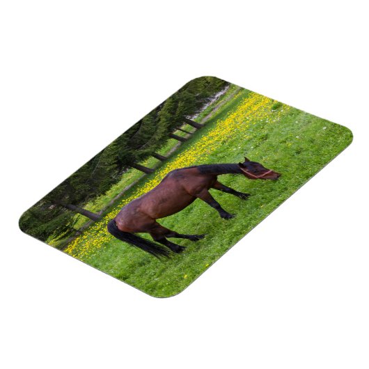 Tihuta Pass, Pastuur in Pasture Magneet (Linkerzijde)