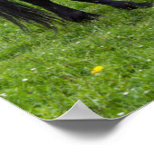 Tihuta Pass, Pastuur in Pasture Poster (Hoek)