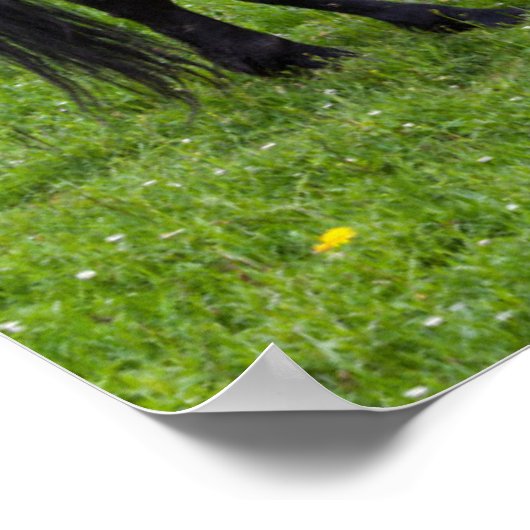 Tihuta Pass, Pastuur in Pasture Poster (Hoek)