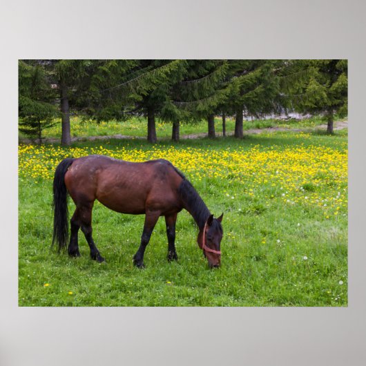 Tihuta Pass, Pastuur in Pasture Poster (Voorkant)