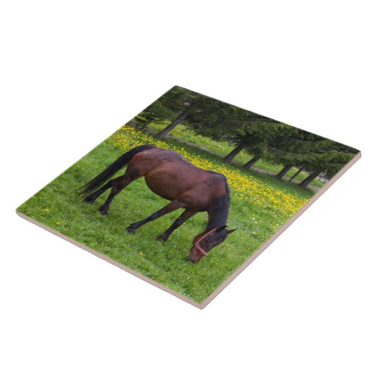 Tihuta Pass, Pastuur in Pasture Tegeltje (Zijkant)