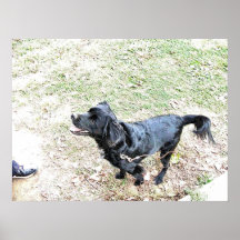 Tijd om de hond uit te laten